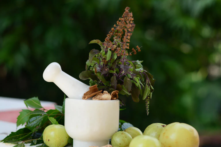 Tulsi and Amla for Strong Immunity